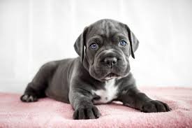 Was Sie für einen Cane Corso Welpen benötigen